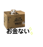 ぽんこざらめ（個別スタンプ：2）