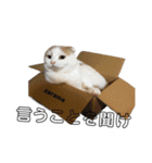 ぽんこざらめ（個別スタンプ：5）