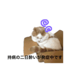 ぽんこざらめ（個別スタンプ：15）