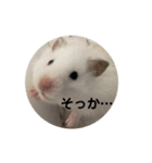 ゴールデンハムスタンプ（個別スタンプ：1）