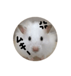 ゴールデンハムスタンプ（個別スタンプ：2）