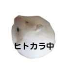 ゴールデンハムスタンプ（個別スタンプ：12）