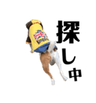 爆笑！ジャックラッセルテリアの日常（個別スタンプ：10）