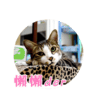 幸せなニャンこ日（個別スタンプ：1）