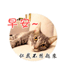 幸せなニャンこ日（個別スタンプ：2）
