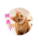 幸せなニャンこ日（個別スタンプ：3）