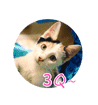 幸せなニャンこ日（個別スタンプ：4）