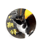 幸せなニャンこ日（個別スタンプ：6）