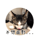 幸せなニャンこ日（個別スタンプ：10）
