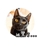 幸せなニャンこ日（個別スタンプ：12）