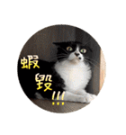幸せなニャンこ日（個別スタンプ：14）