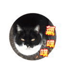 幸せなニャンこ日（個別スタンプ：16）
