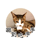 幸せなニャンこ日（個別スタンプ：19）