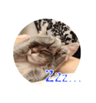 幸せなニャンこ日（個別スタンプ：20）