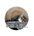 幸せなニャンこ日（個別スタンプ：21）