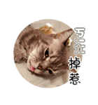 幸せなニャンこ日（個別スタンプ：22）
