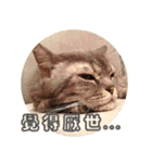 幸せなニャンこ日（個別スタンプ：24）