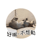 幸せなニャンこ日（個別スタンプ：25）