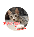 幸せなニャンこ日（個別スタンプ：29）