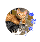 幸せなニャンこ日（個別スタンプ：30）