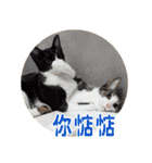 幸せなニャンこ日（個別スタンプ：31）