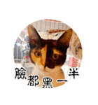 幸せなニャンこ日（個別スタンプ：33）