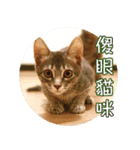 幸せなニャンこ日（個別スタンプ：34）