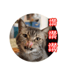幸せなニャンこ日（個別スタンプ：36）