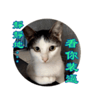 幸せなニャンこ日（個別スタンプ：38）