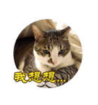 幸せなニャンこ日（個別スタンプ：39）