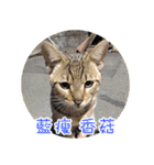 幸せなニャンこ日（個別スタンプ：40）