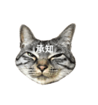 た家のにゃんこたち（個別スタンプ：2）