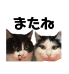 た家のにゃんこたち（個別スタンプ：6）