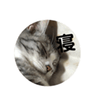 た家のにゃんこたち（個別スタンプ：11）