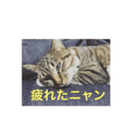 さくらときなこ（個別スタンプ：1）