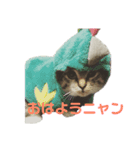 さくらときなこ（個別スタンプ：3）