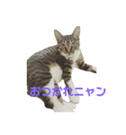 さくらときなこ（個別スタンプ：4）