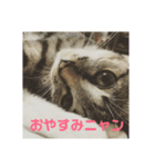 さくらときなこ（個別スタンプ：5）