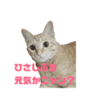 さくらときなこ（個別スタンプ：6）