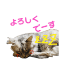 白い悪魔"グン"2（個別スタンプ：10）