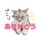 白い悪魔"グン"2（個別スタンプ：21）