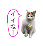 白い悪魔"グン"2（個別スタンプ：25）