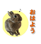 つづらぬき家のうさぎ（個別スタンプ：1）