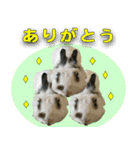つづらぬき家のうさぎ（個別スタンプ：3）