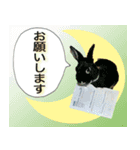 つづらぬき家のうさぎ（個別スタンプ：5）