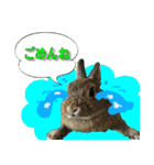 つづらぬき家のうさぎ（個別スタンプ：6）