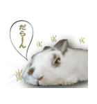 つづらぬき家のうさぎ（個別スタンプ：7）