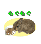 つづらぬき家のうさぎ（個別スタンプ：9）