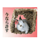 つづらぬき家のうさぎ（個別スタンプ：11）