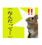 つづらぬき家のうさぎ（個別スタンプ：12）